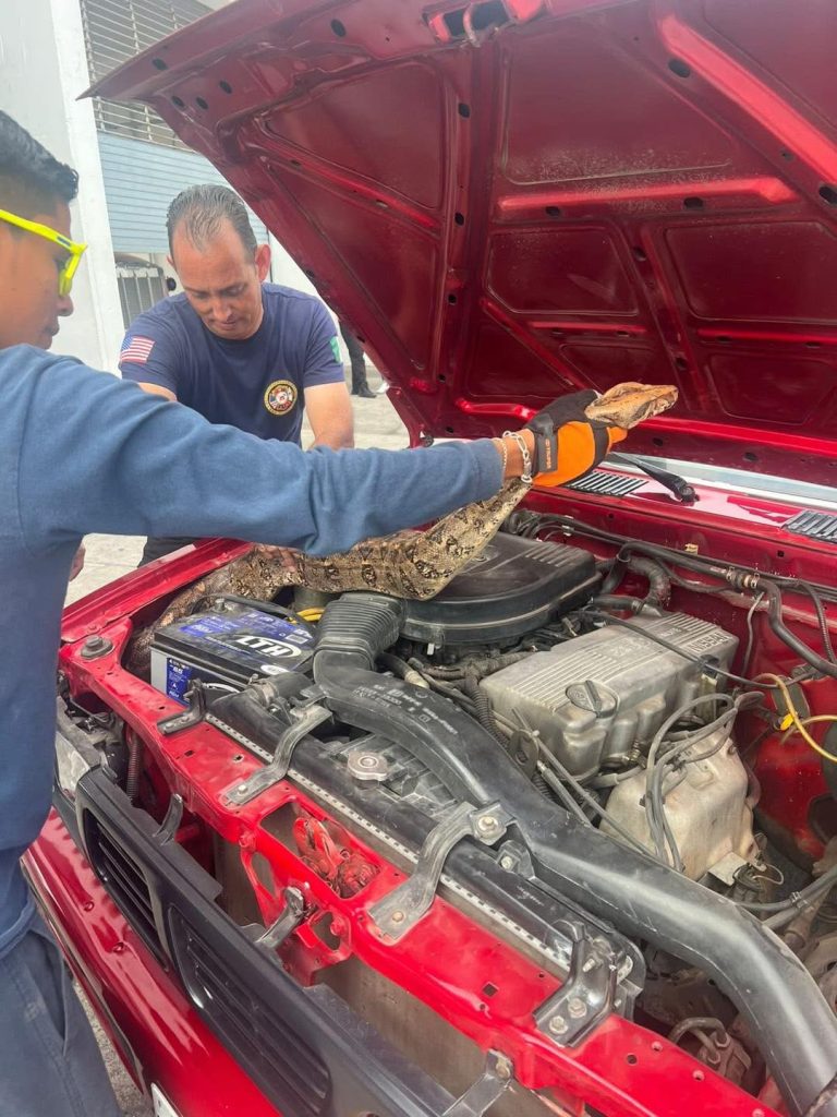 BOMBEROS DEL ESTADO RESGUARDAN BOA CONSTRICTORA LOCALIZADA AL INTERIOR DE UN VEHÍCULO